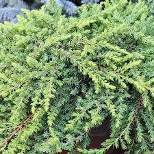 Attēlu rezultāti vaicājumam “Juniperus chinensis”