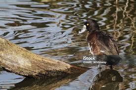 Image result for Aythya fuligula