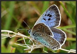 Attēlu rezultāti vaicājumam “Phengaris arion upperside”