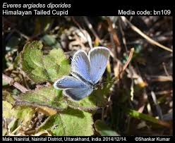 Attēlu rezultāti vaicājumam “Everes argiades male”