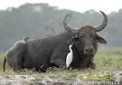 Water Buffalo Photos, Water Buffalo Images | Photobank NaturePhoto-