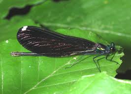 Attēlu rezultāti vaicājumam “Calopterygidae”