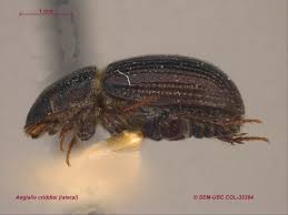 Attēlu rezultāti vaicājumam “Aegialia arenaria”