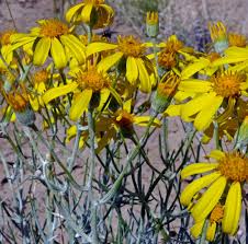 Attēlu rezultāti vaicājumam “Symphytocarpus flaccidus”