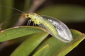 Attēlu rezultāti vaicājumam “Chrysopidae imago”