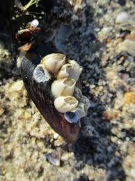 Attēlu rezultāti vaicājumam “Balanus improvisus”