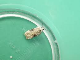 Attēlu rezultāti vaicājumam “Agonopterix alstromeriana”