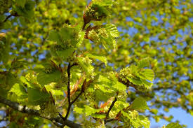 Attēlu rezultāti vaicājumam “Fagus sylvatica male flower”