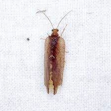 Attēlu rezultāti vaicājumam “Drepanepteryx phalaenoides”