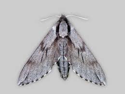 Attēlu rezultāti vaicājumam “Sphinx pinastri”