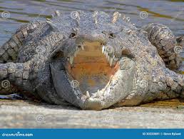 Image result for Crocodylus acutus
