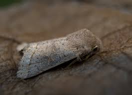 Attēlu rezultāti vaicājumam “Orthosia cruda”