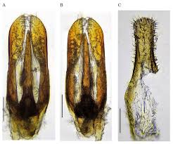 Attēlu rezultāti vaicājumam “Anthrenus sp.”