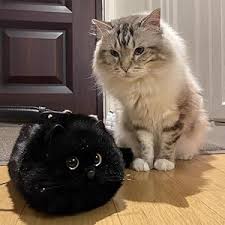 Image result for Black Cat Sac
