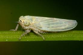 Attēlu rezultāti vaicājumam “Macrosteles sp. imago”