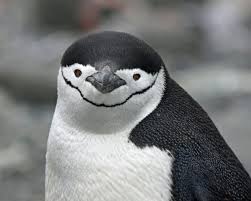 Image result for penguin