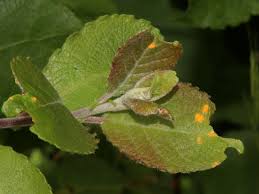 Attēlu rezultāti vaicājumam “Salix aurita leaf”