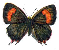 Attēlu rezultāti vaicājumam “Thecla betulae underside”