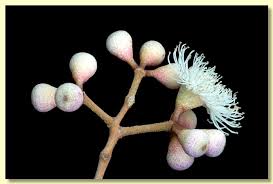 Attēlu rezultāti vaicājumam “Cribraria ferruginea”