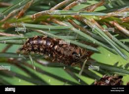 Attēlu rezultāti vaicājumam “Lymantria monacha pupa”