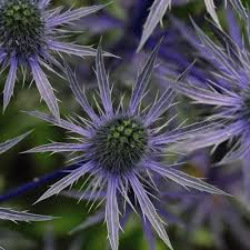 Attēlu rezultāti vaicājumam “Eryngium planum”
