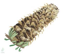 Attēlu rezultāti vaicājumam “Abies alba”