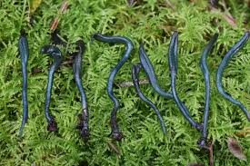 Attēlu rezultāti vaicājumam “Amblystegium serpens macro”