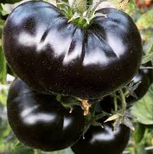Afbeeldingsresultaat voor black sea man tomato