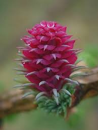 Attēlu rezultāti vaicājumam “Larix decidua flower”