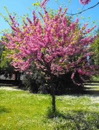 Attēlu rezultāti vaicājumam “Cercis siliquastrum”