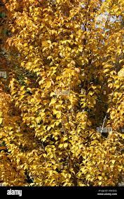 Attēlu rezultāti vaicājumam “Betula alleghaniensis fruit”