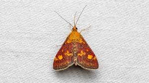 Attēlu rezultāti vaicājumam “Pyrausta aurata”