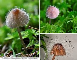 Attēlu rezultāti vaicājumam “Spinellus fusiger”