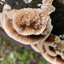 Attēlu rezultāti vaicājumam “Trametes ochracea”