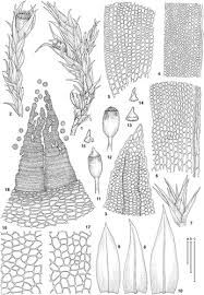 Attēlu rezultāti vaicājumam “Schistidium apocarpum sporophyte”