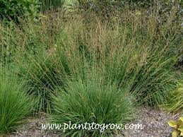 Attēlu rezultāti vaicājumam “Molinia caerulea”