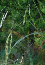 Attēlu rezultāti vaicājumam “Bromopsis benekenii”