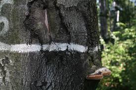 Attēlu rezultāti vaicājumam “Phellinus robustus”