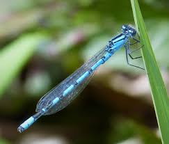 Attēlu rezultāti vaicājumam “Enallagma cyathigerum male”