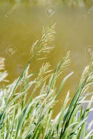 Attēlu rezultāti vaicājumam “Glyceria maxima”