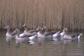 Attēlu rezultāti vaicājumam “Anser anser”