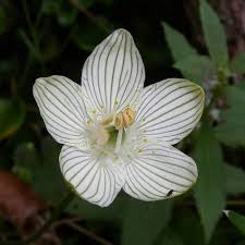 Attēlu rezultāti vaicājumam “Parnassiaceae”