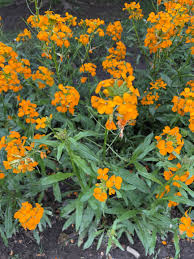 Attēlu rezultāti vaicājumam “Erysimum hieracifolium flower”