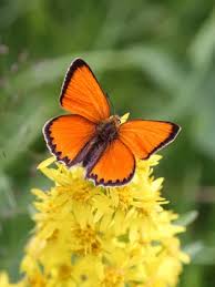 Attēlu rezultāti vaicājumam “Lycaena virgaureae underside”
