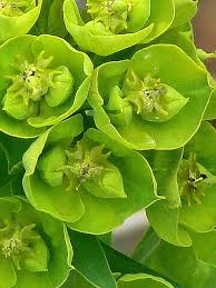 Attēlu rezultāti vaicājumam “Euphorbia virgata flower”