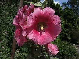 Image result for Lavatera thuringiaca