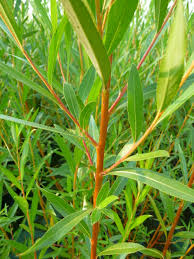 Attēlu rezultāti vaicājumam “Salix alba var. vitellina”