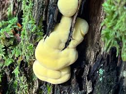 Attēlu rezultāti vaicājumam “Laetiporus sulphureus”