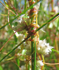 Attēlu rezultāti vaicājumam “Cuscuta epithymum subsp. trifolii”
