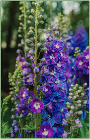 Attēlu rezultāti vaicājumam “Ranunculus mendax flower”
